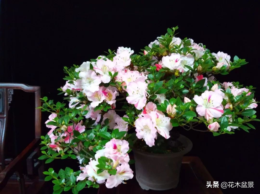 茶桌上养什么盆景植物,最好养的盆景植物推荐