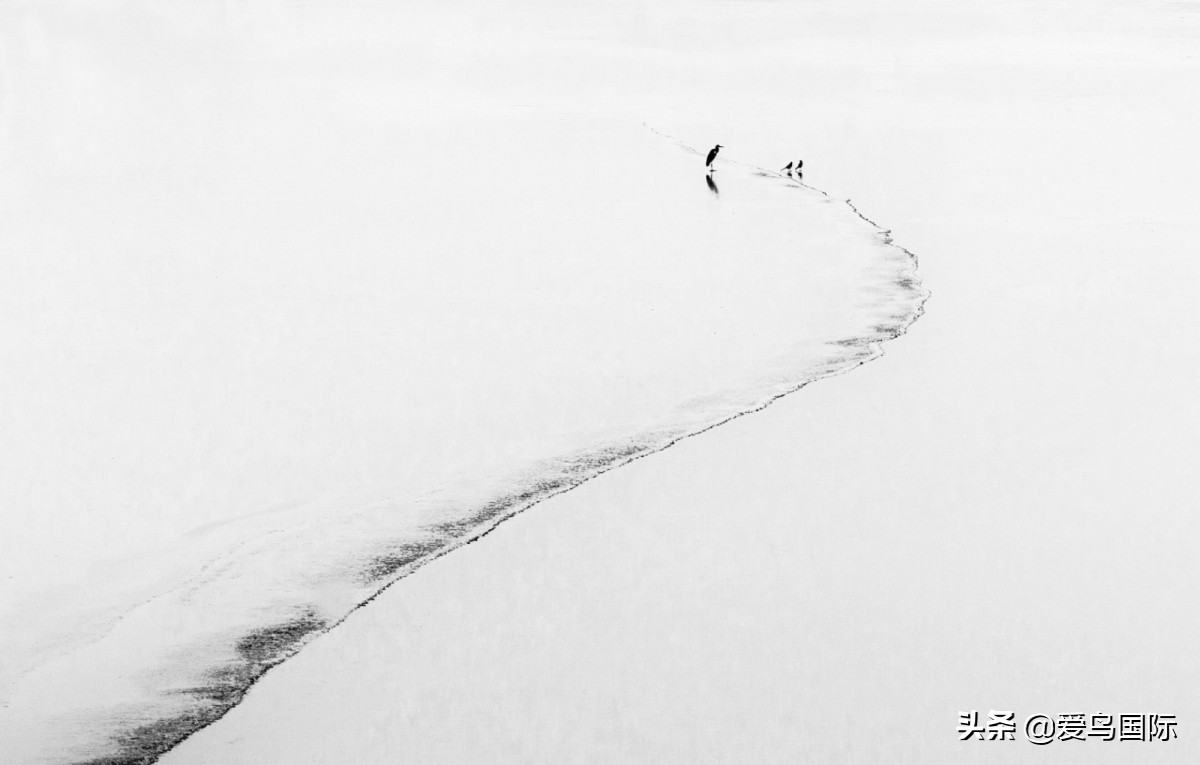 观鸟大年,观鸟作品100幅