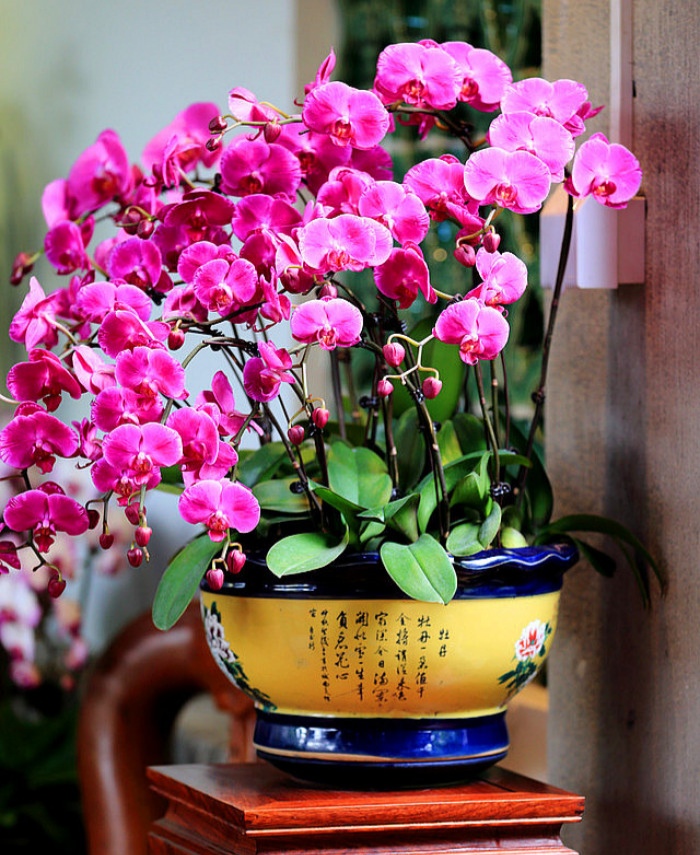 人养花一时养人一生,人养花同时花也养人