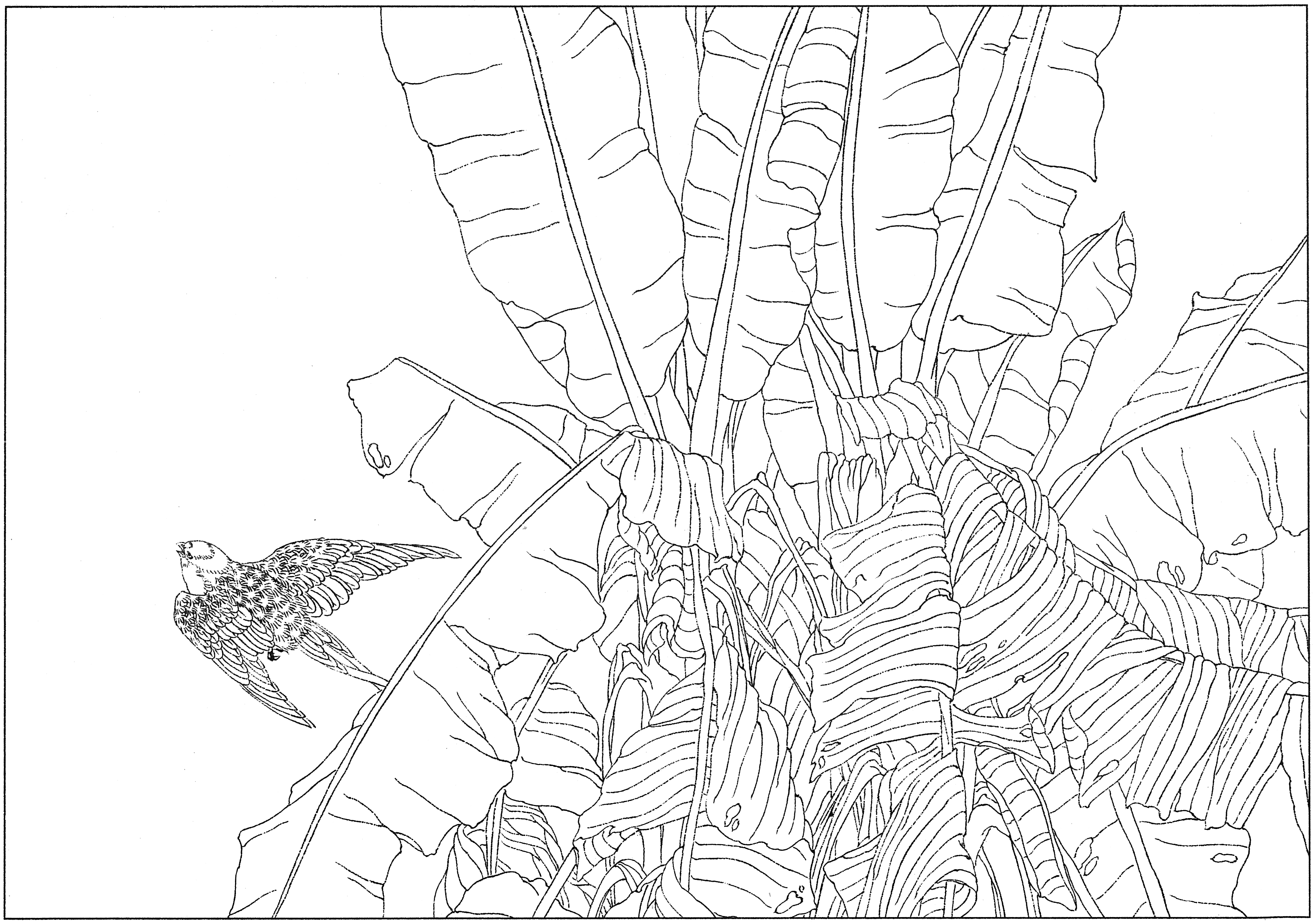 徐渭国画芭蕉作品,临摹徐渭墨梅芭蕉图