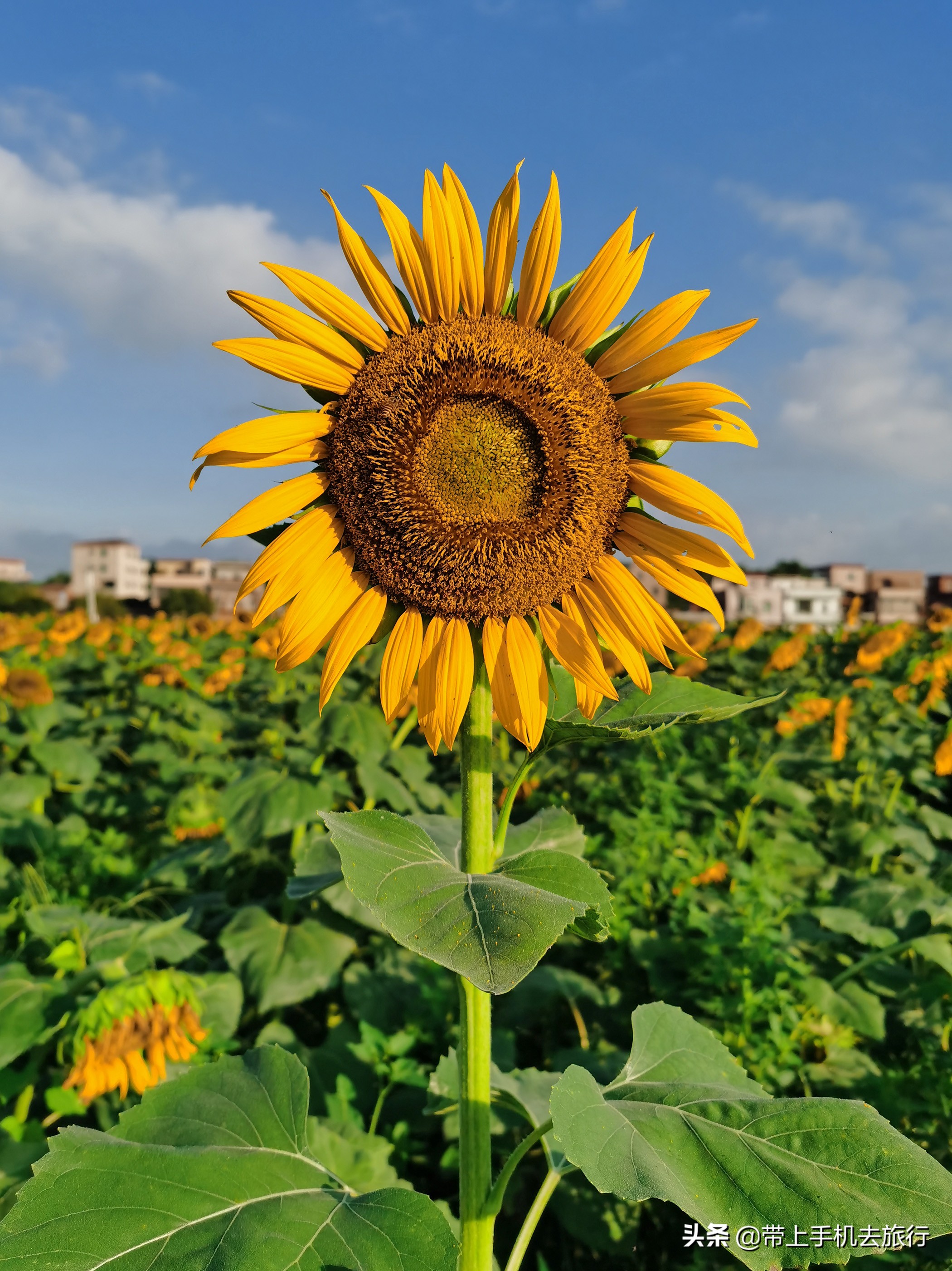 华为手机拍照模式详解,华为手机拍照模式详细讲解