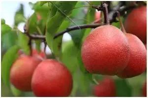 创业致富项目农村种什么赚钱,适合农村的创业好项目养殖