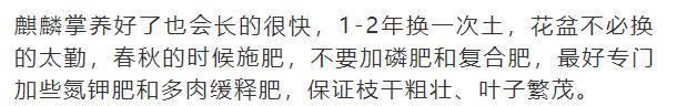 什么花放在家里最好看最实用,放家里风水好又好养的花有哪些