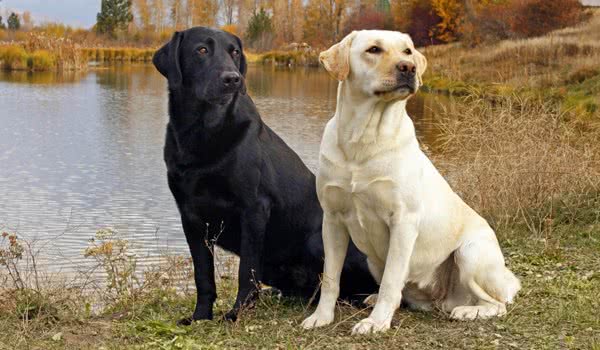 各种犬的性格分析,中型犬性格好的有哪些