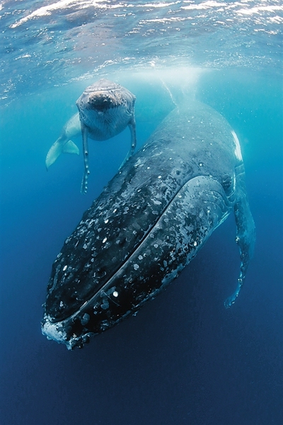 鲸鱼是哺乳动物为什么不能离开海,鲸鱼哺乳动物生活在海洋中