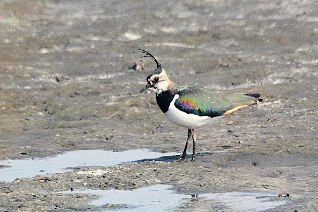 看了这篇，希望大家不再吃野鸟了