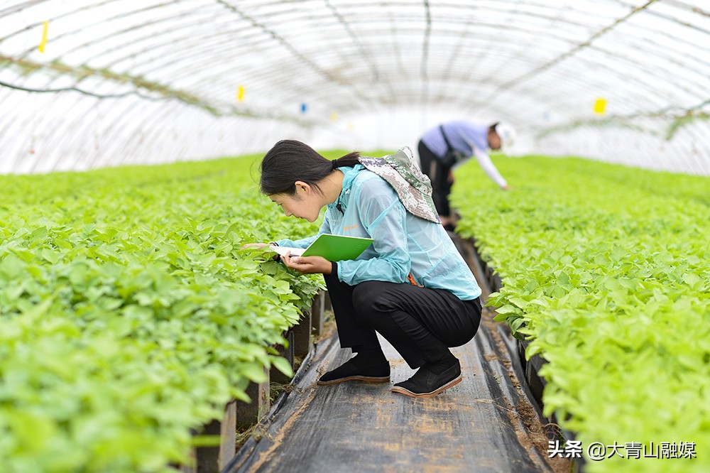 内蒙古乌兰察布市马铃薯种植过程,乌兰察布马铃薯种植基地联系方式