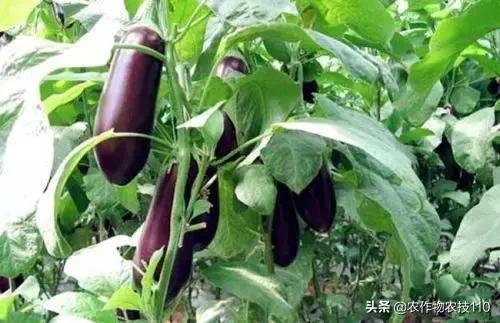 茄子长不大就僵了怎么办,茄子出现僵果的原因有哪些