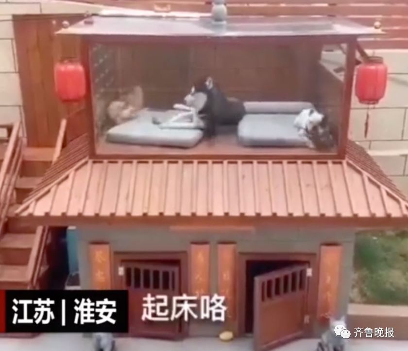 最壕狗窝!主人花3万5为爱宠造了个别墅,泳池和阳光房全都有