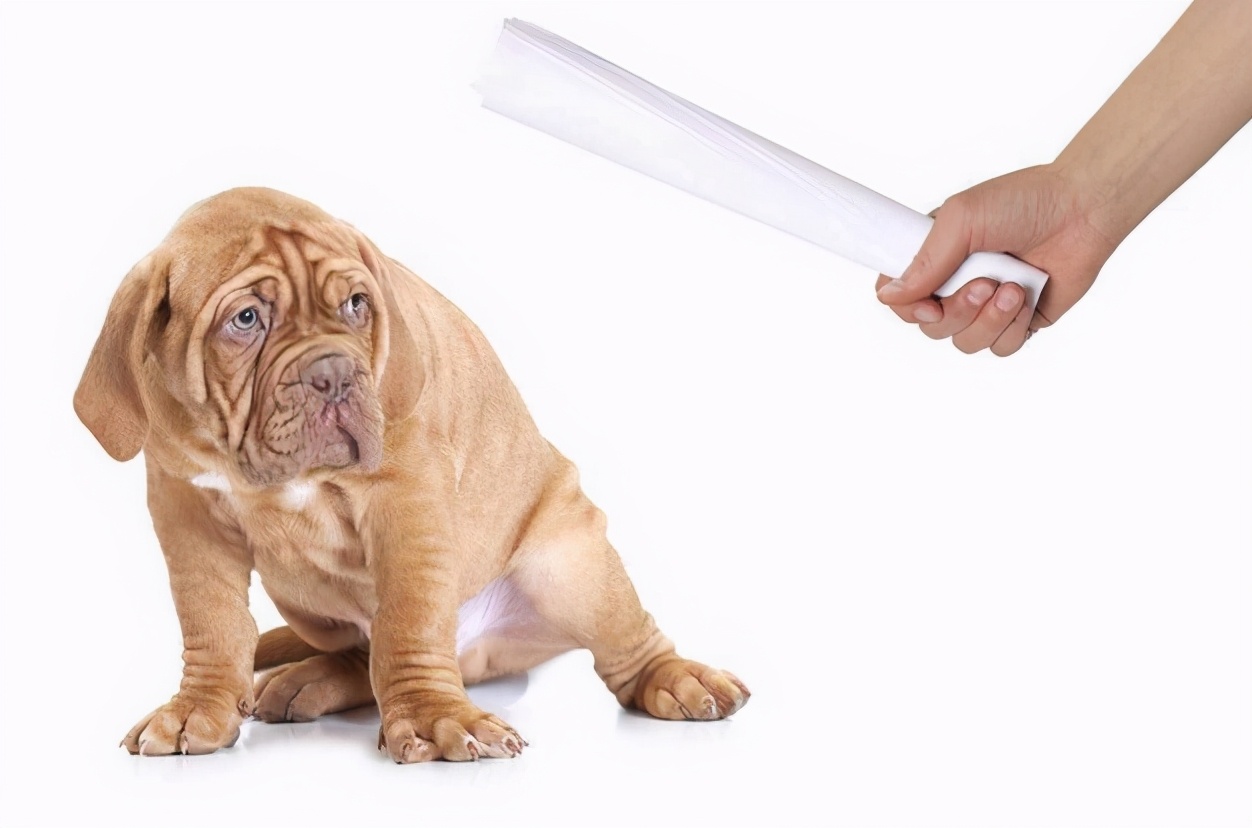 狗狗做了感人的事,暖心举动狗狗