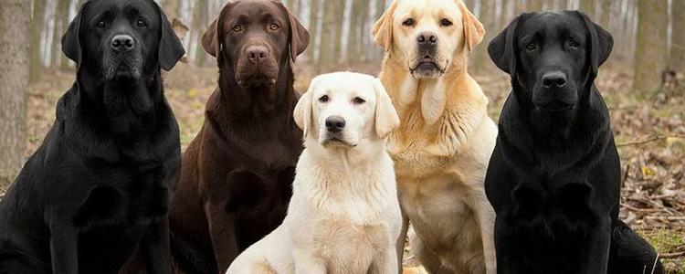 养了串串狗有必要换纯种狗吗,串串狗真的比纯种狗更健康吗