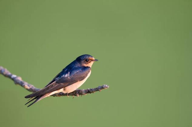 24节气春分是第几个节气,24节气春分知识大全
