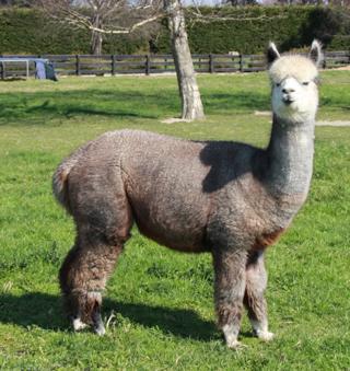 鍛嗚悓棰勮,鍛嗚悓缇婇┘鐢熸皵