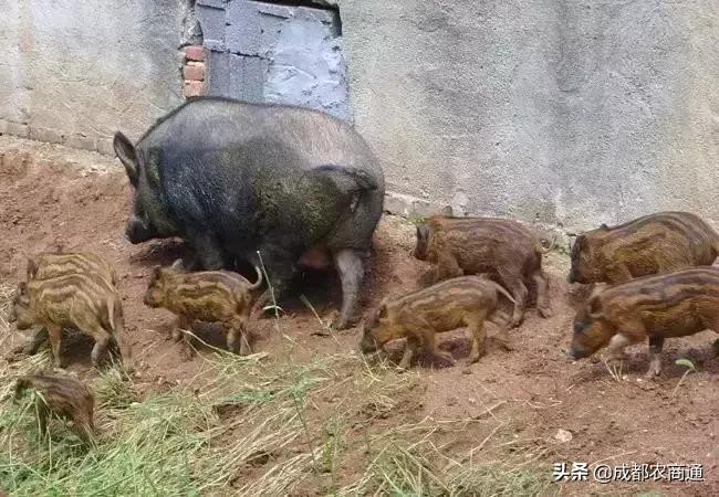 二代野猪养殖利润,养殖野猪投资多大