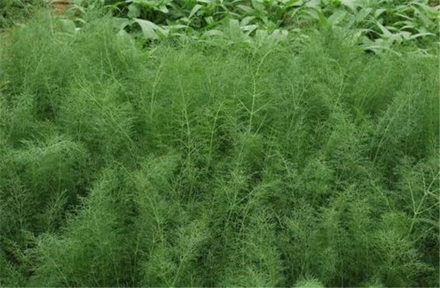 球茎茴香种植方法生长时间,球茎茴香栽培技术视频