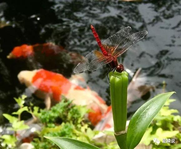 炎炎夏日，别让自家鲤池成为最有“味道”的那一个