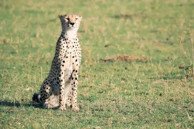 坦桑尼亚之旅,坦桑尼亚东非草原