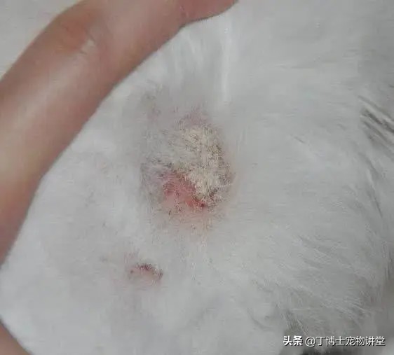 人犬共患疾病症状,人感染猫癣的初期症状怎么治疗