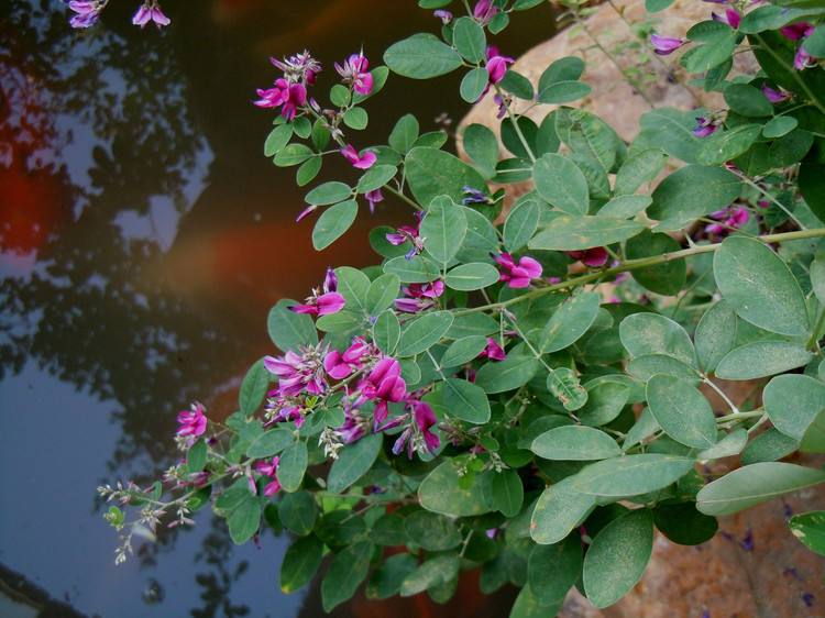 100种常见花卉图谱，收藏起来慢慢看，从此识花不求人