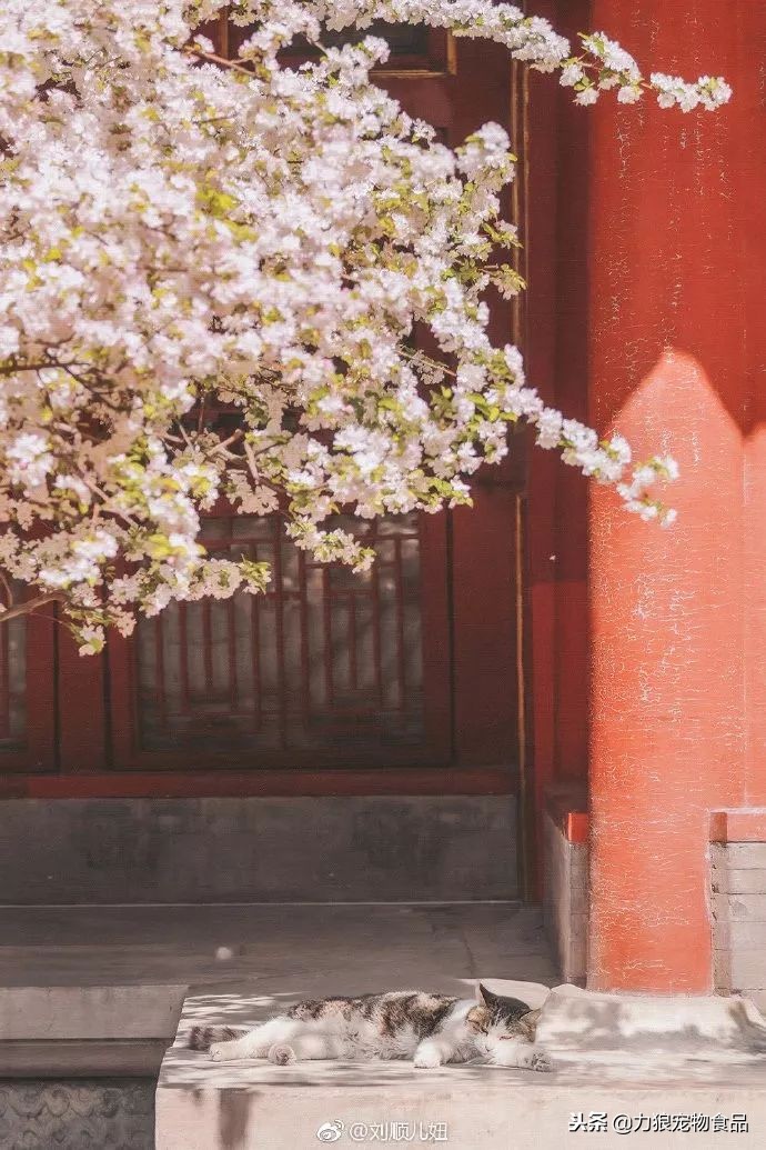 故宫的御前带爪护卫小崽儿,回喵星了……