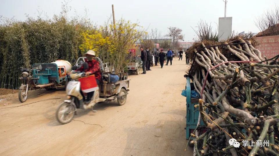 110000000元！邦均苗木基地~飒！