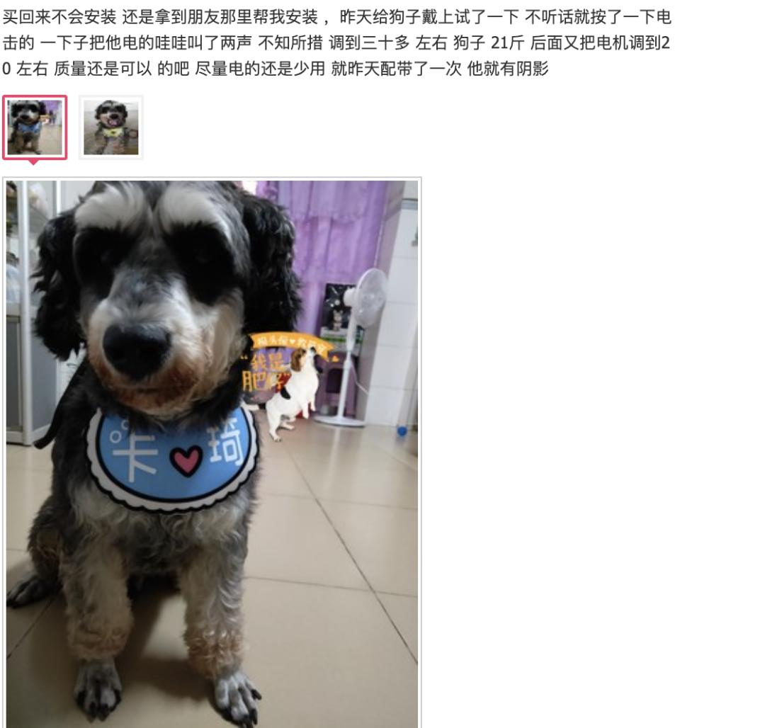 幼犬不听话可以电它吗,宠物不听话控制不住