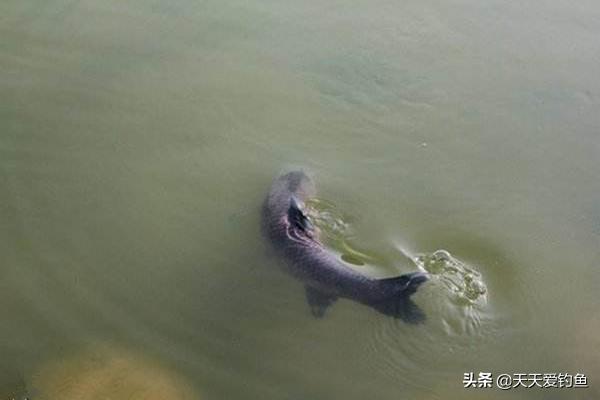 在钓鱼中怎样才能钓到大鱼,如何钓到大鱼技巧