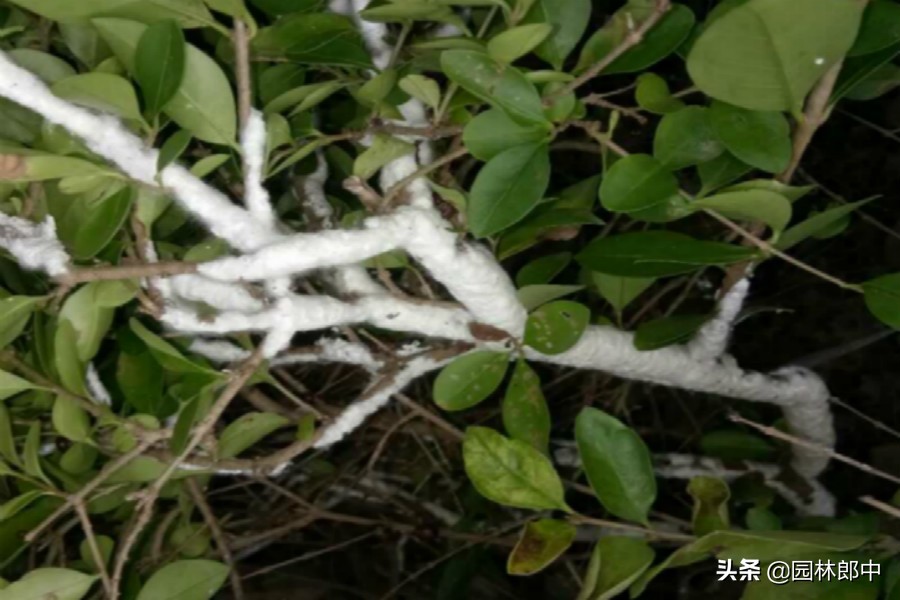 绿篱叶片泛白,枯萎的绿篱怎么补救