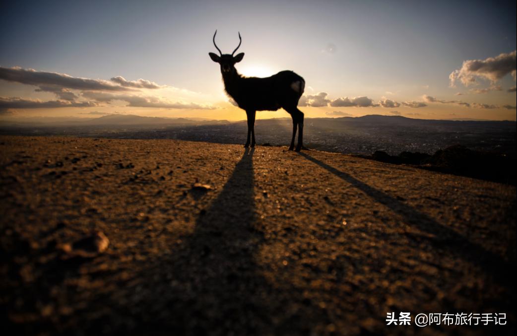 豆瓣9.1分，看过不足1500人，我却复盘了张日本最全野游图