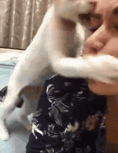 搞笑GIF开心一刻：姑娘你晚上睡觉，你要小心你家这只猫