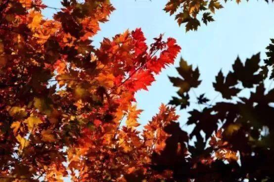 大连哪里的秋色最美呢,大连赏秋景的地方