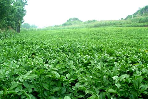 魔芋病害防治技术,魔芋的种植技术和病虫害的预防