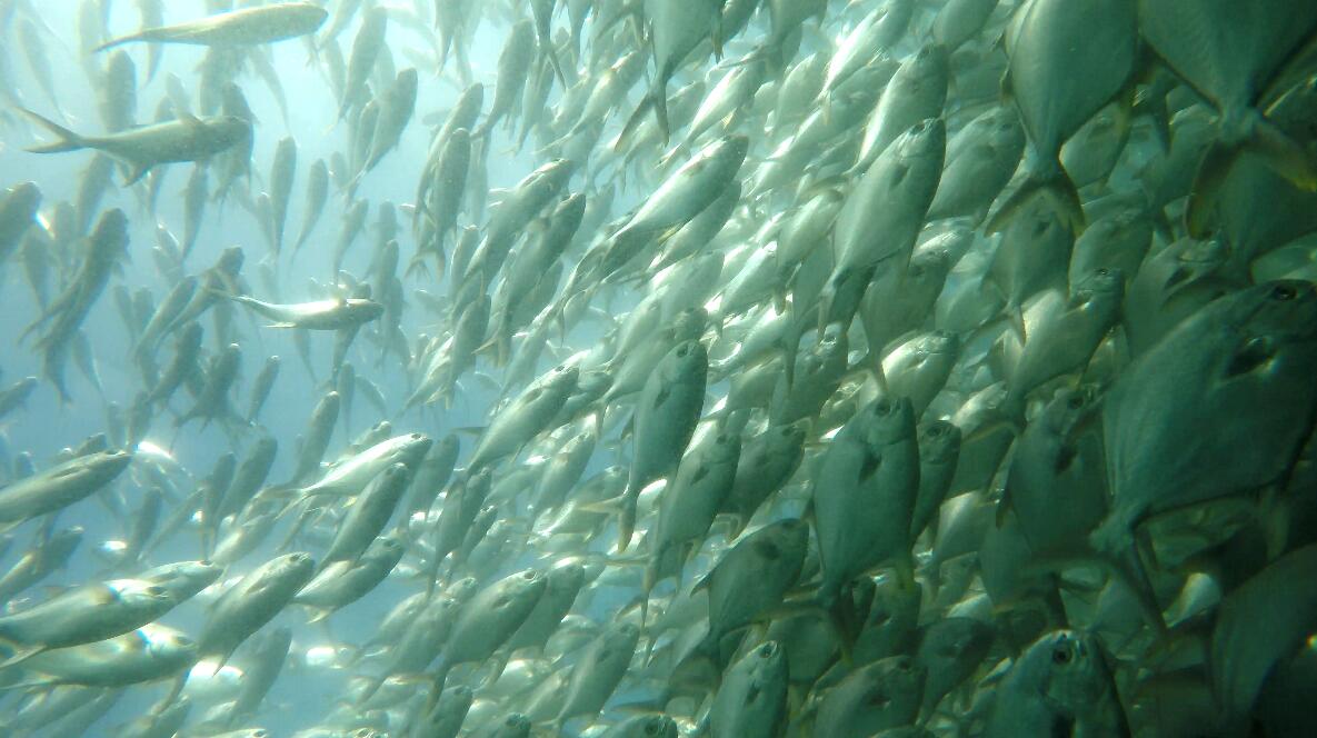 鱿鱼丝当零食有什么坏处,干鱿鱼丝可以当零食吃吗