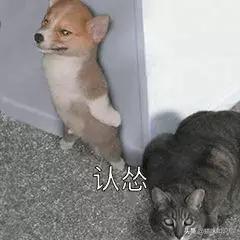 猫咪绝育之后反而乱尿怎么办,猫咪从不乱尿突然乱拉咋回事