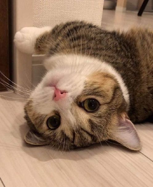 猫咪和主人的温馨时刻,和猫咪快乐的瞬间