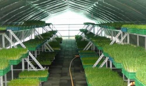 芽苗菜生产前景怎么样,芽苗菜工厂化种植前景