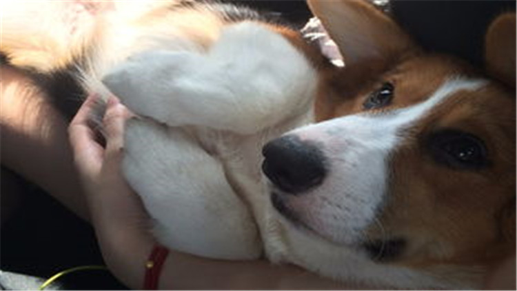 狗狗配种的4个正确方法，不错过最佳时间