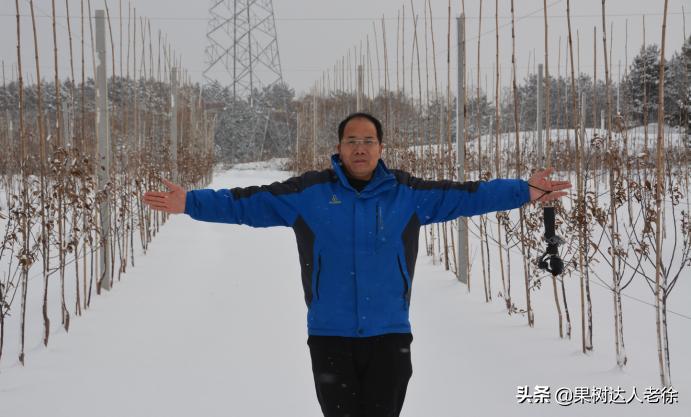 苹果矮化栽培管理,苹果矮化栽培的原理