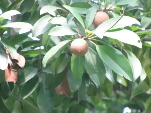 海南常见植物图解视频,海南的树木都有哪些名称