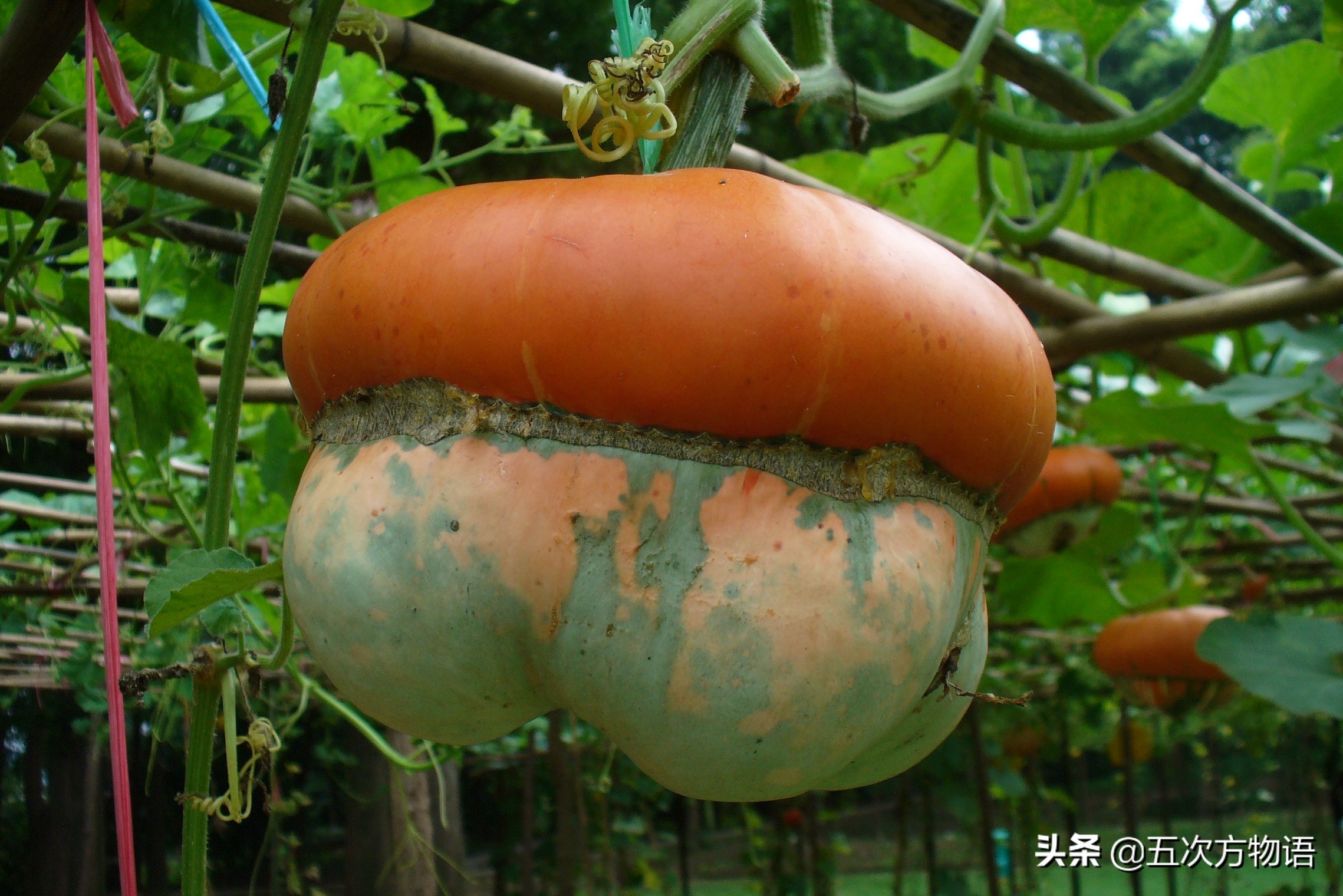 葫芦科蔬菜特点图,葫芦类蔬菜有哪些