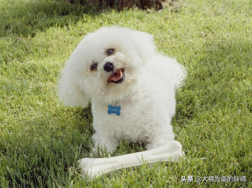 比熊幼犬要杀虫吗,比熊犬需要每个月都驱虫吗