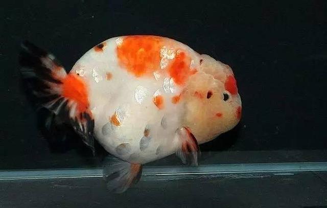 100个搞笑冷知识动物,奇葩动物冷知识你都知道哪几个