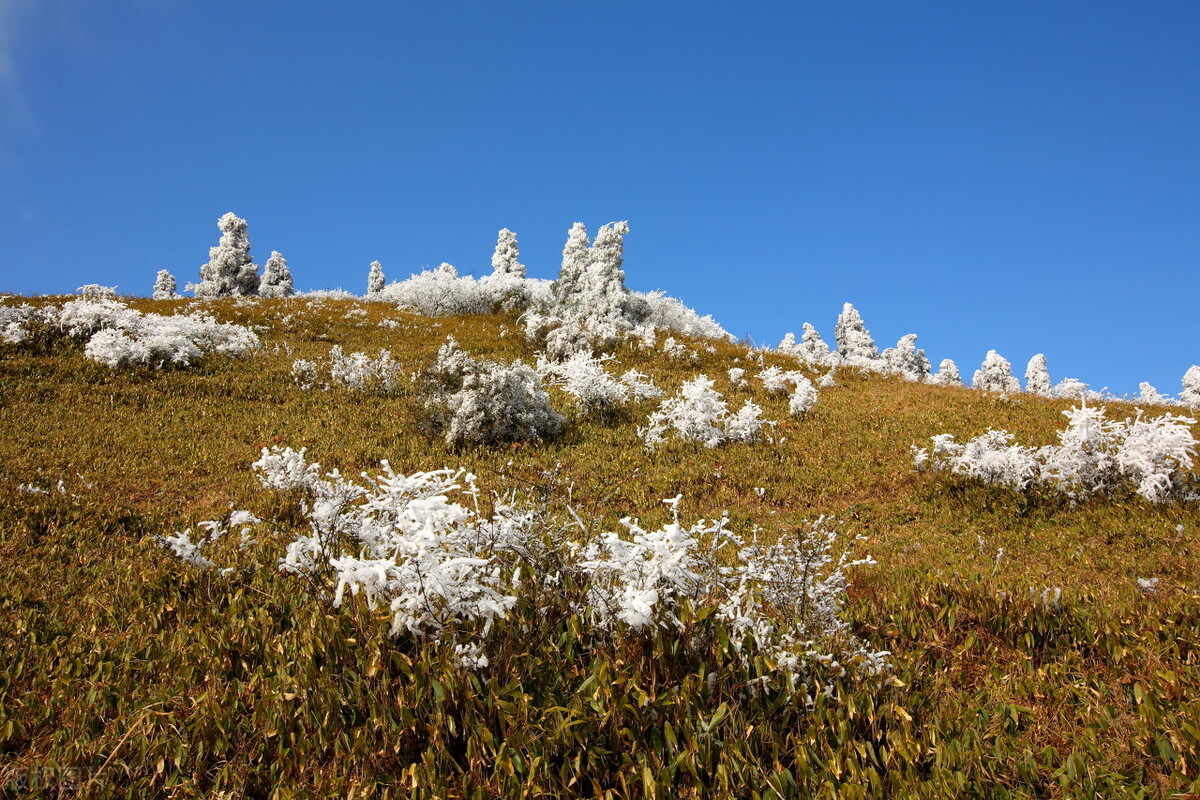 金佛山滑雪旅游攻略2日游,金佛山滑雪跟团攻略