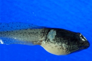 黑斑青蛙养殖技术视频教程,青蛙黑斑蛙高密度养殖技术培训