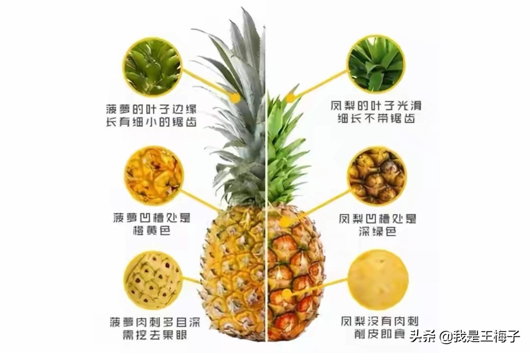 凤梨是不是菠萝的改良品种,凤梨是不是菠萝蜜