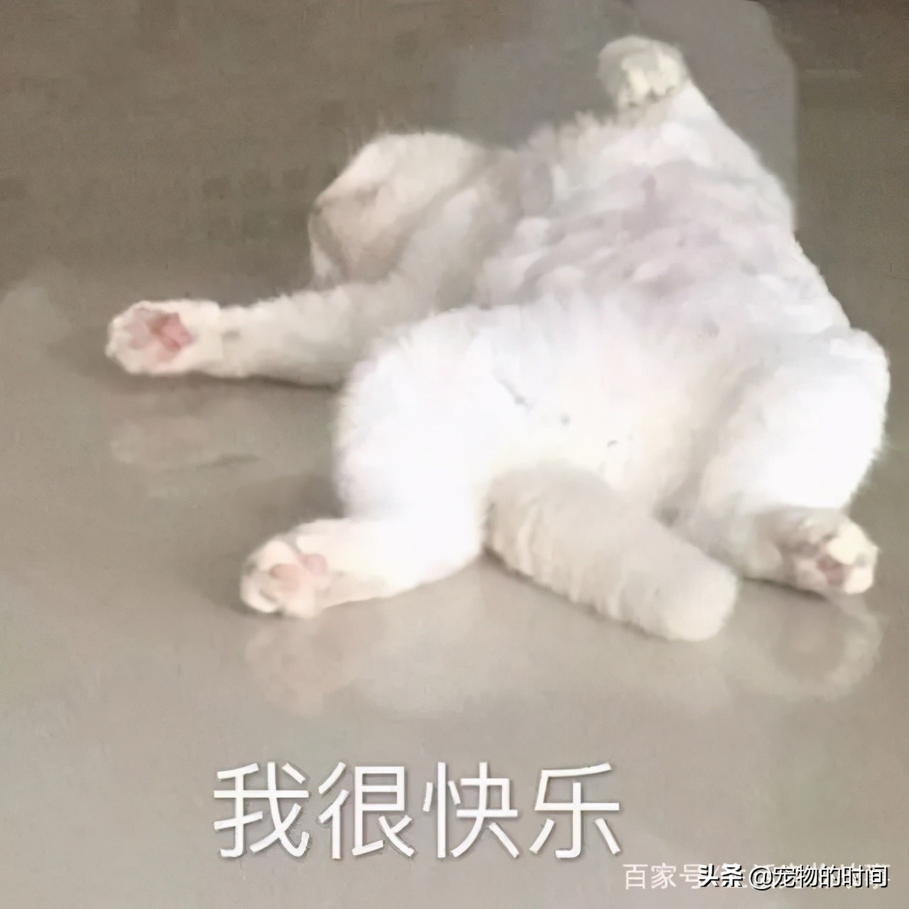 为什么有的猫会攻击主人,为什么宠物猫喜欢攻击小孩