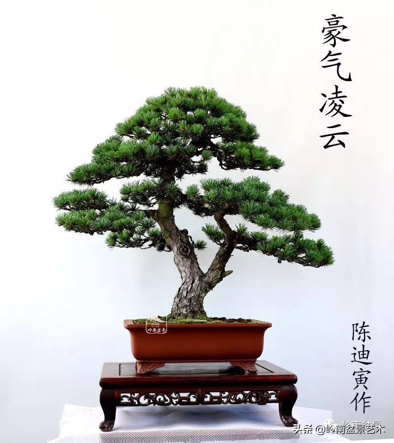 寒松纵老风骨在——赏松杂谈