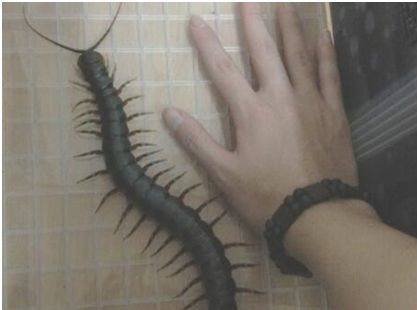 世界上最大的蜈蚣100米外形图,世界最大加拉帕比斯巨人蜈蚣