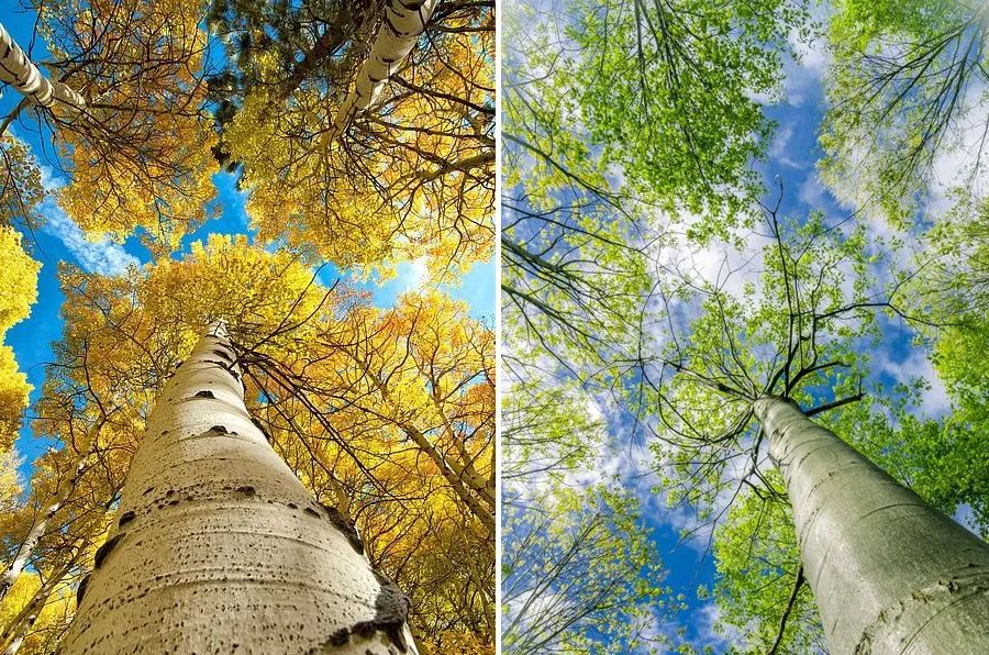 儿童画花丛画法高级感,水洼怎么画简单又漂亮儿童画