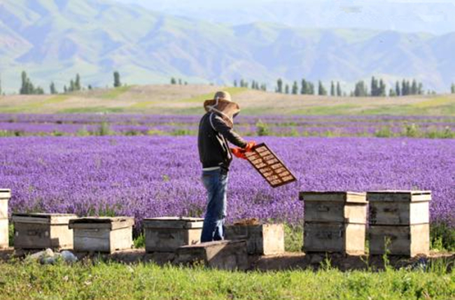 中蜂欧洲幼虫病的治疗方法,中蜂怎么治疗腐臭
